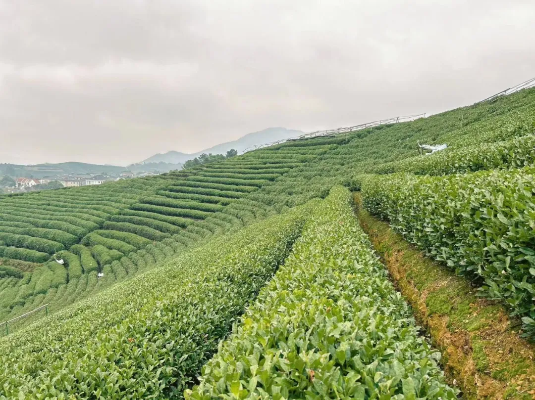 茶田
